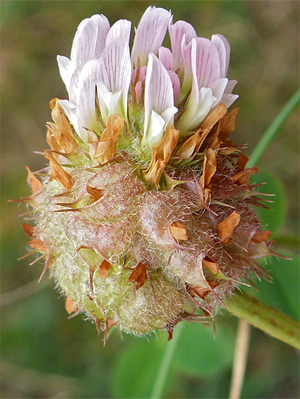 Inflorescence