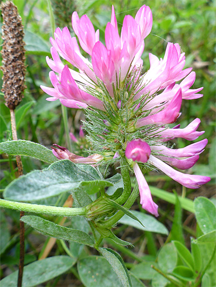 Flowers and bracts