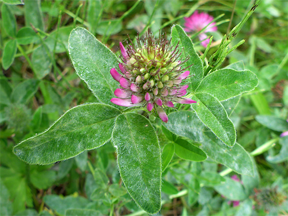 Leaves and flowers