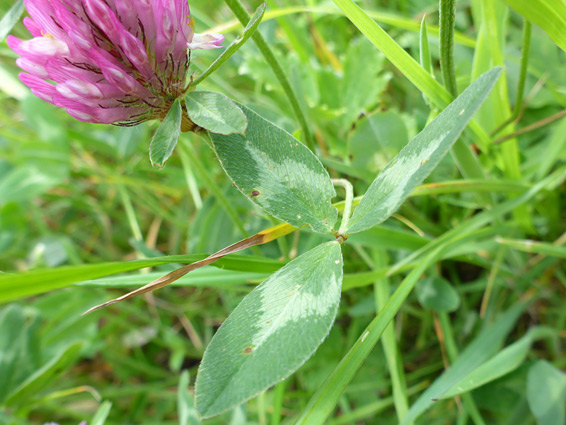 Trifoliate leaf