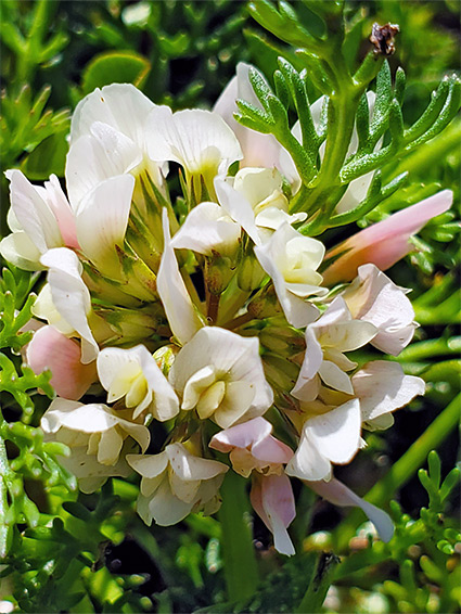 Pinkish-white flowers