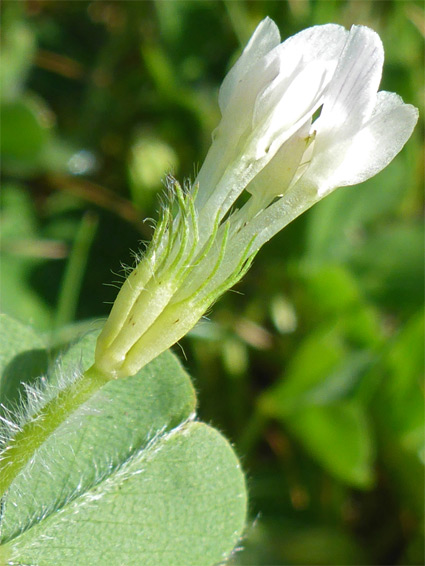 Hairy calyces