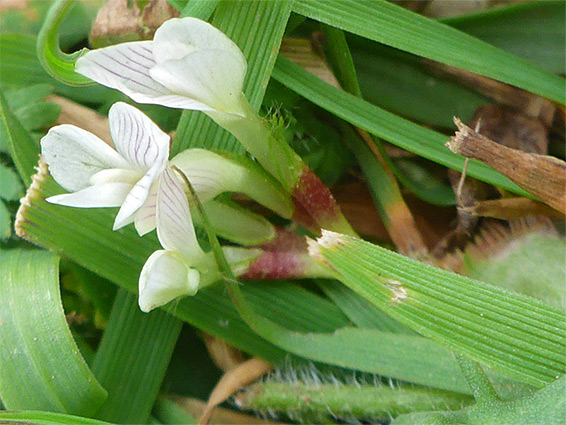 Four flowers