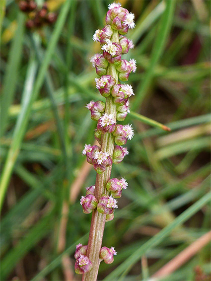 Sea arrowgrass (triglochin maritima), Clevedon Pill, Somerset