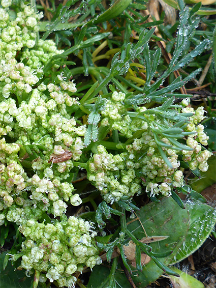 Lobed leaves