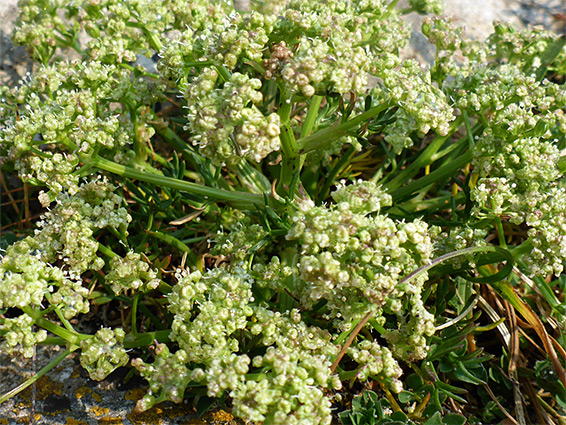 Dense inflorescence