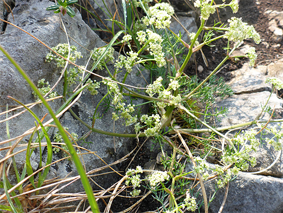 Branched stem