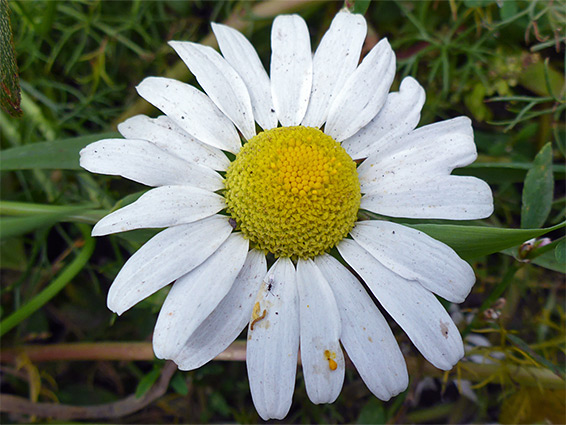 Tripleurospermum inodorum (scentless mayweed), Shapwick Heath, Somerset