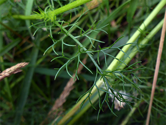 Linear leaf segments