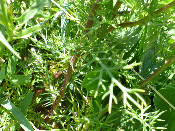 Finely divided leaves