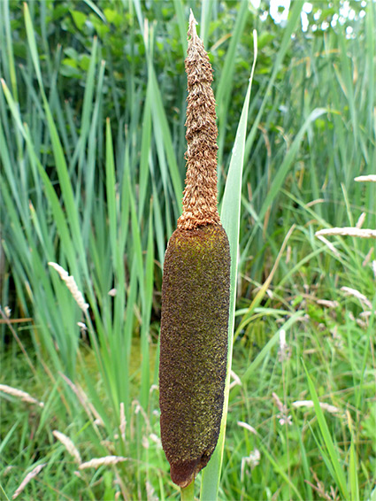 Inflorescence