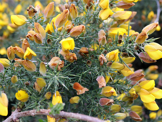 Ulex europaeus, European gorse, Oxwich, Swansea