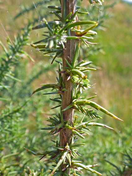 Stem and leaves