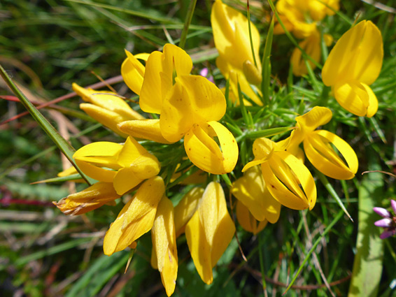 Western gorse (ulex gallii), Ubley Warren, Somerset