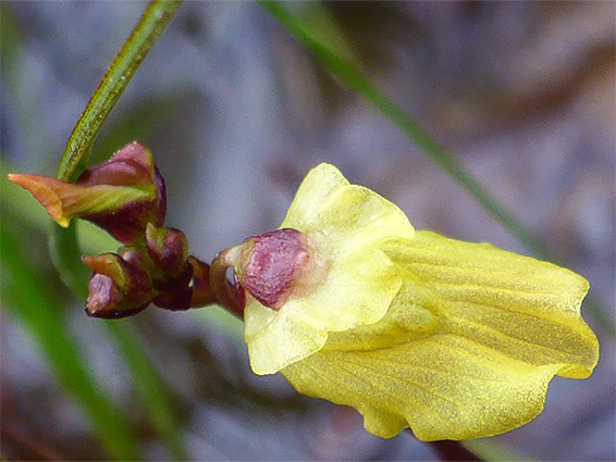 Pale yellow flower