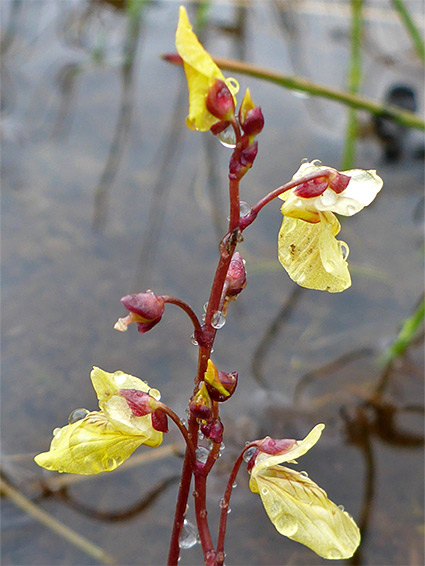 Group of flowers