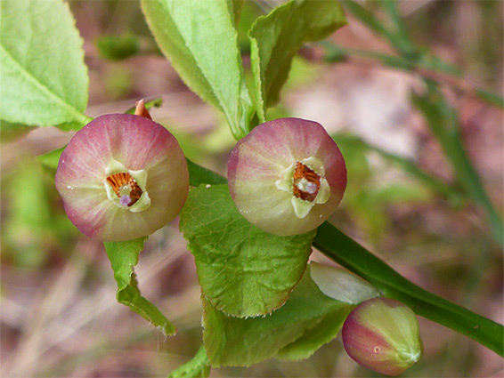 Pair of flowers