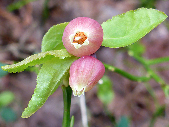 Two flowers