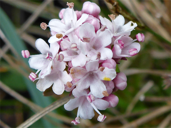 Pale pink flowers