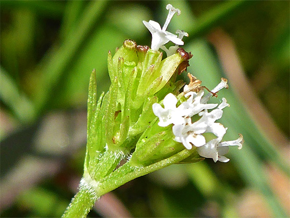 Pistillate flowers