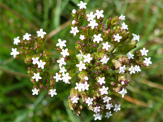 Flat-topped flower cluster