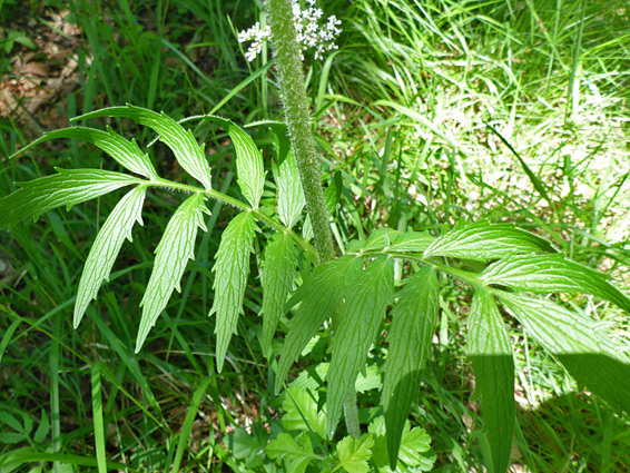 Stem and leaves