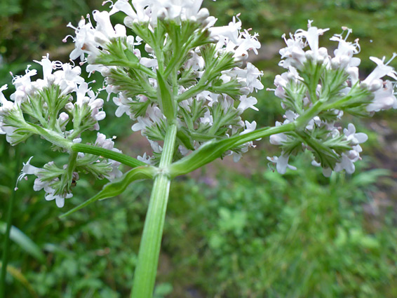 Base of a flower cluster