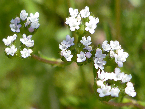 Flat-topped flower cluster