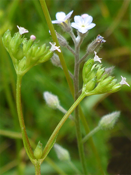 Inflorescence