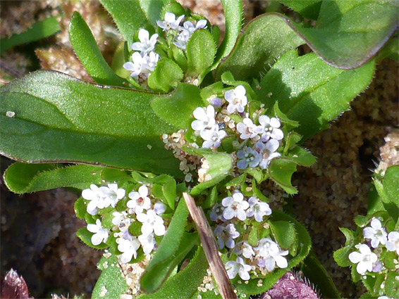 Valerianella locusta (corn salad), Dawlish Warren, Devon