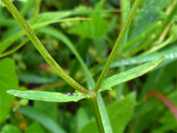 Opposite leaves