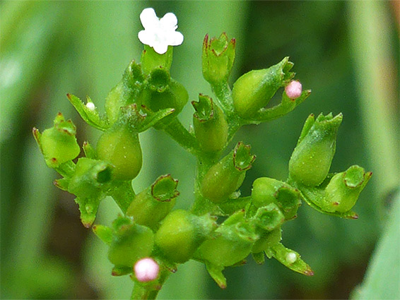 Flowrs and fruits