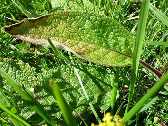 Stongly-veined leaf