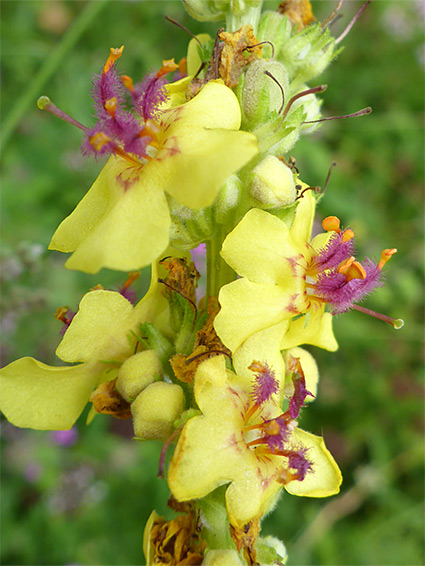 Pale yellow flowers