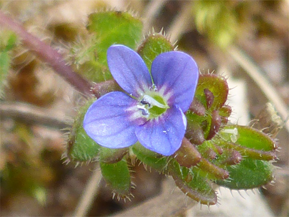 Corn speedwell (veronica arvensis), Dawlish Warren, Devon