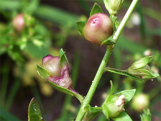 Developing fruits