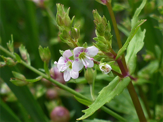 Leaves and flowers