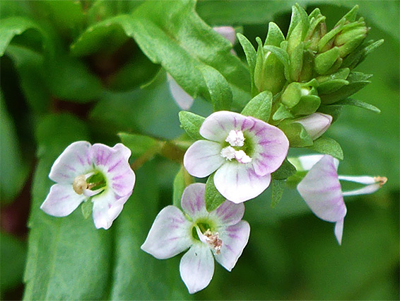 Pale pink flowers