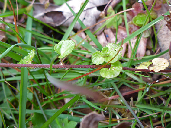 Stem and leaves