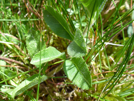 Hairy leaves