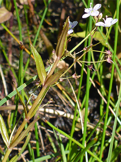 Opposite leaves