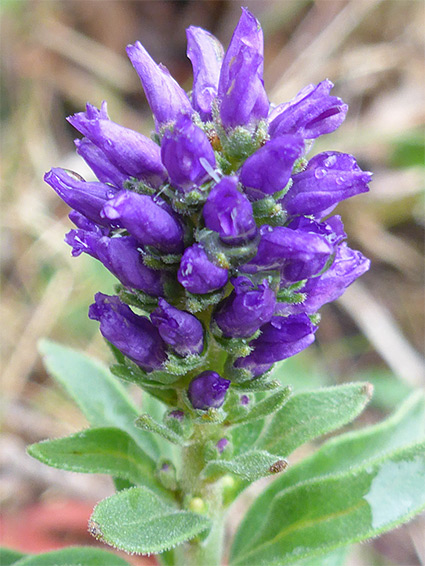 Developing inflorescence