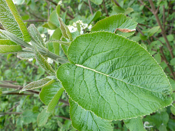 Toothed leaf