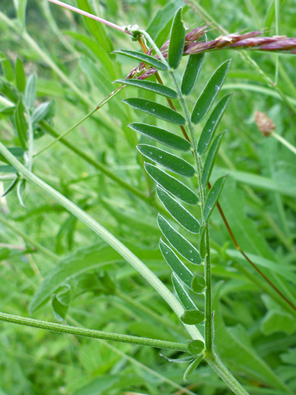 Compound leaf