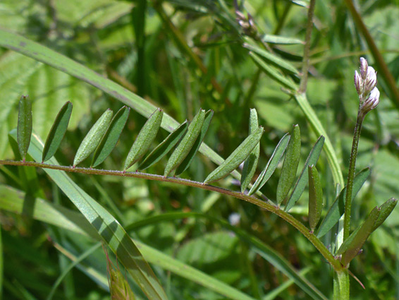 Compound leaf