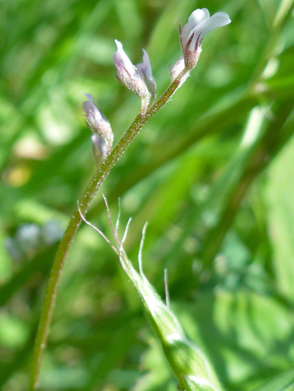 Hairy flower stalk