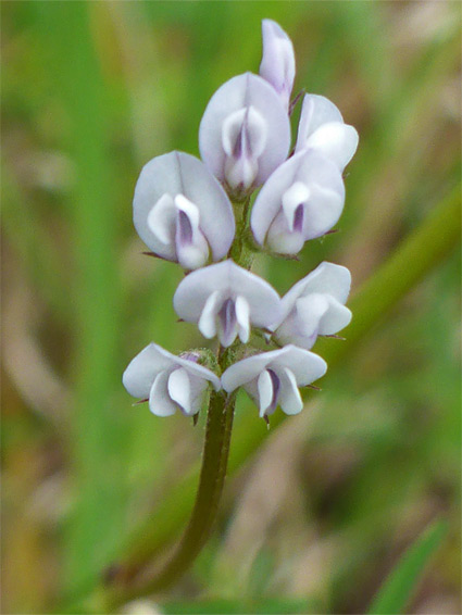 Vicia hirsuta (hairy tare), Stoke Gifford, Gloucestershire