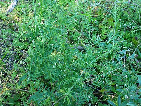 Leaves and stems