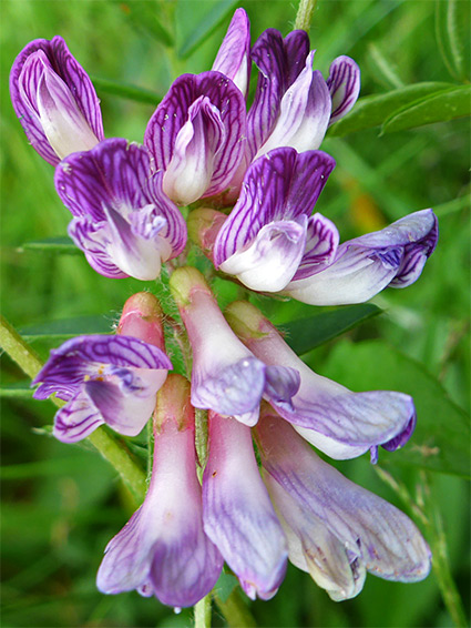 Vicia orobus (wood bitter-vetch), Vicaridge Meadows, Powys