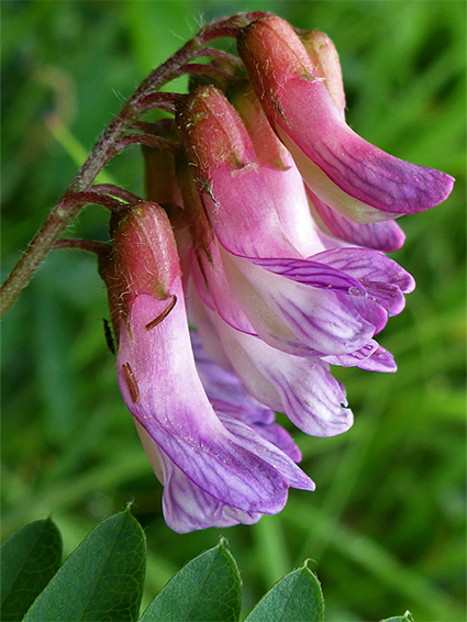 Calyces and corollas